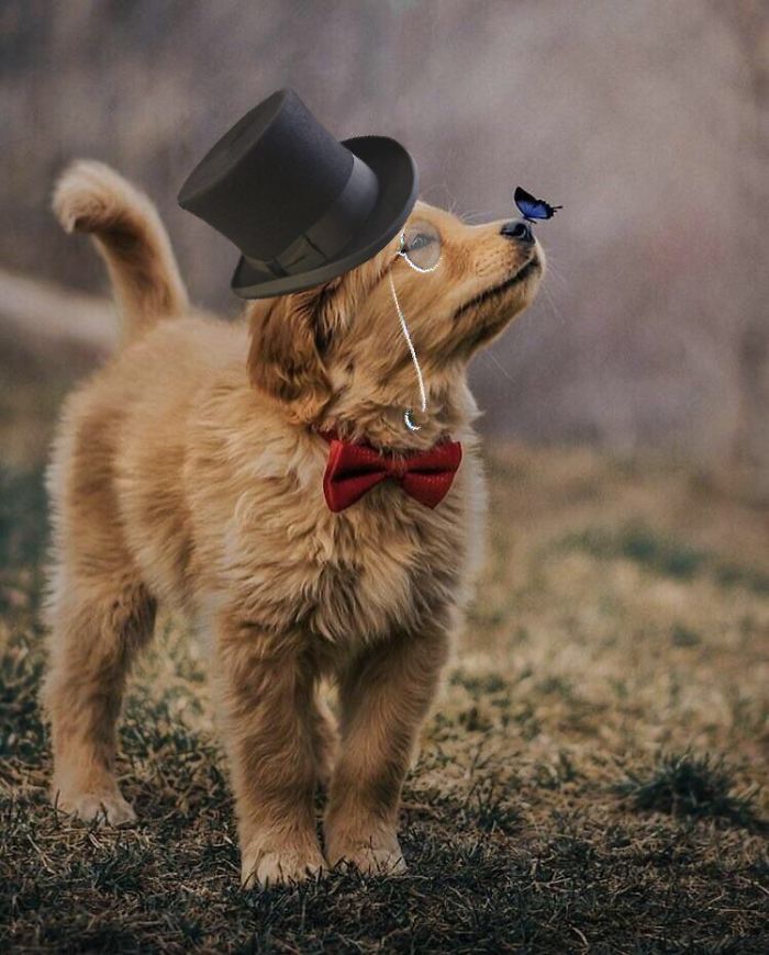 This Beautiful Puppy And Her Butterfly Friend Inspired A Photoshop Battle And You Could Add Your Own Picture
