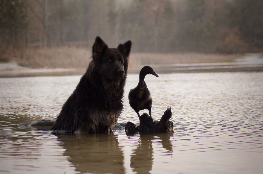 I Photograph The Special Bond Between My Dog And My Duck To Show How Sensitive Animals Can Be