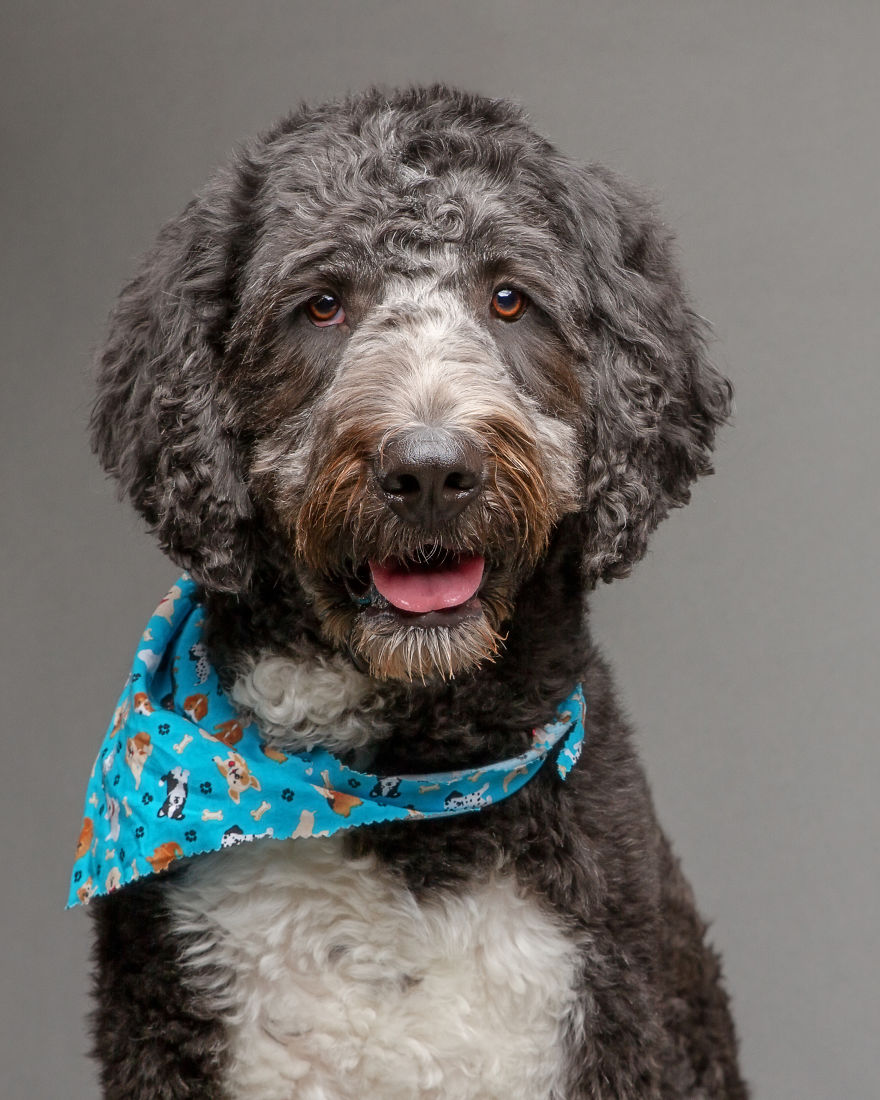 I Photographed Almost 30 Dogs In 3 Days To Raise Money For Animals In Need