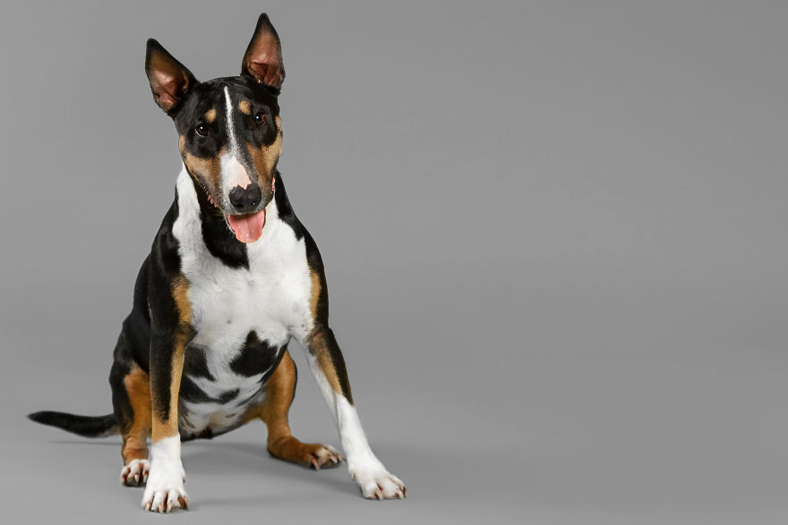 I Photographed Almost 30 Dogs In 3 Days To Raise Money For Animals In Need