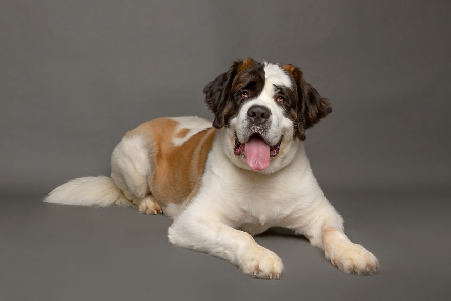 I Photographed Almost 30 Dogs In 3 Days To Raise Money For Animals In Need