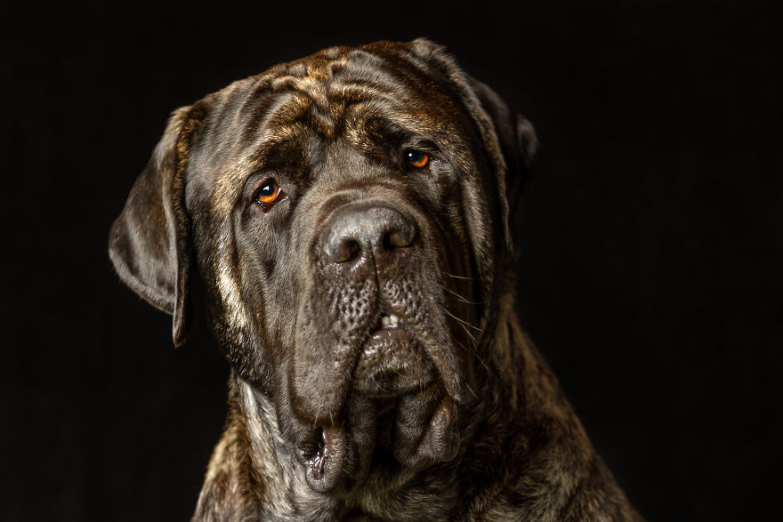 I Photographed Almost 30 Dogs In 3 Days To Raise Money For Animals In Need