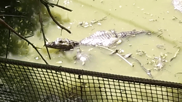 I Spent A Few Hours With The Animals At The Wildlife Reserve In Barbados