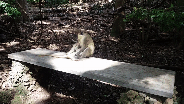 I Spent A Few Hours With The Animals At The Wildlife Reserve In Barbados