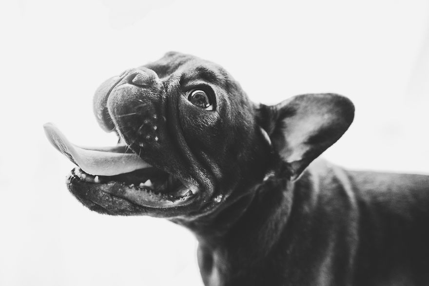 I Took Photos Of Cute Bulldogs