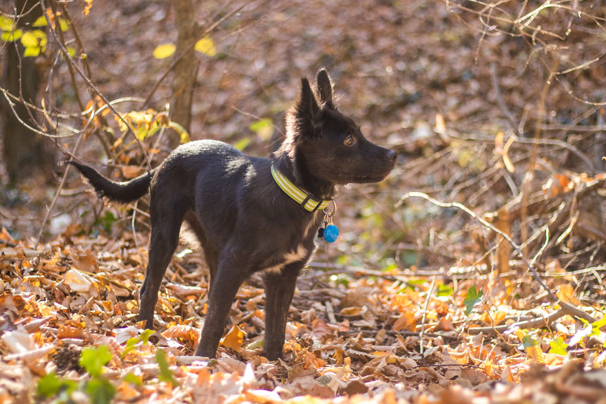 The Life For 8 Months With My First Rescue Dog The Life For 8 Months With My First Rescue Dog