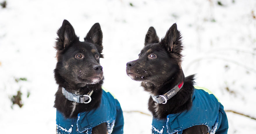 The Life For 8 Months With My First Rescue Dog The Life For 8 Months With My First Rescue Dog