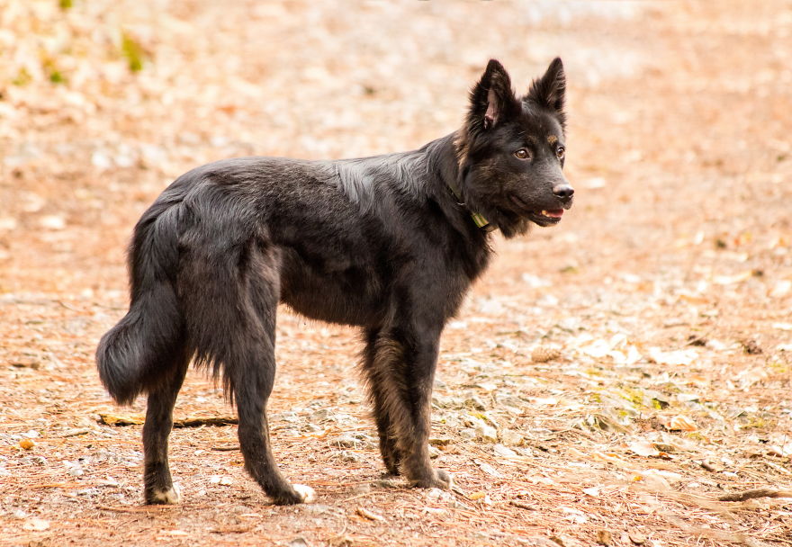 The Life For 8 Months With My First Rescue Dog The Life For 8 Months With My First Rescue Dog