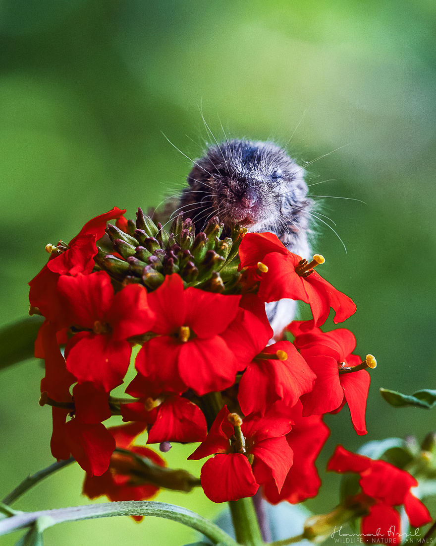 Fridolin Enjoying The Warm Sun