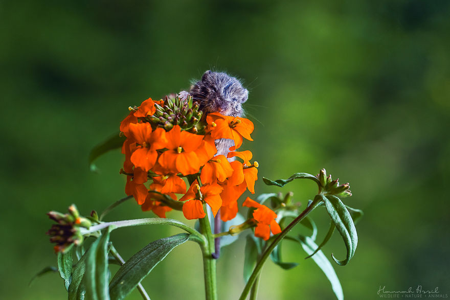 Time For A Little Nap!