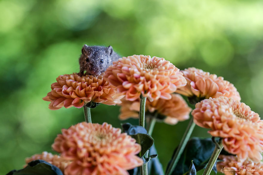 Hey There, I'm Fridolin