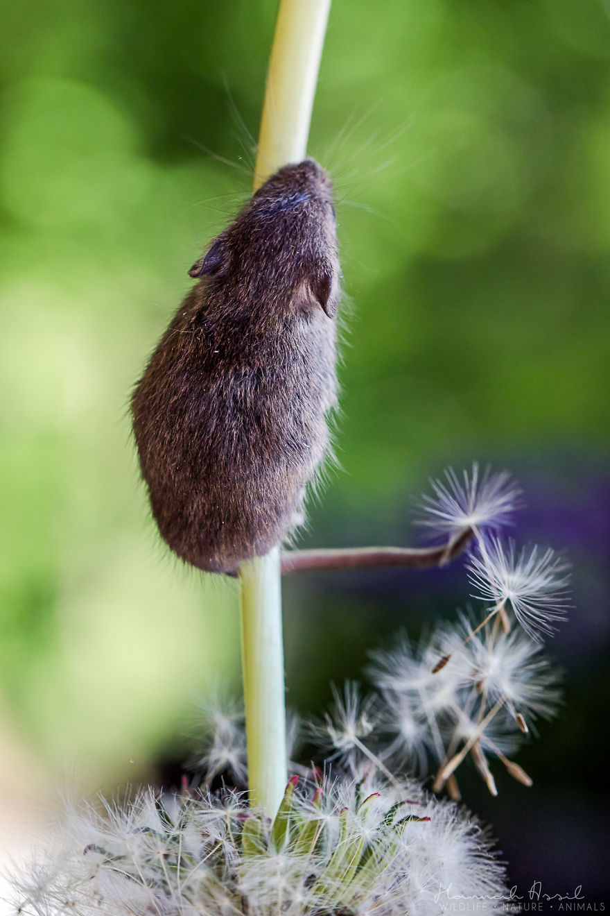 Flowers For Everyone!
