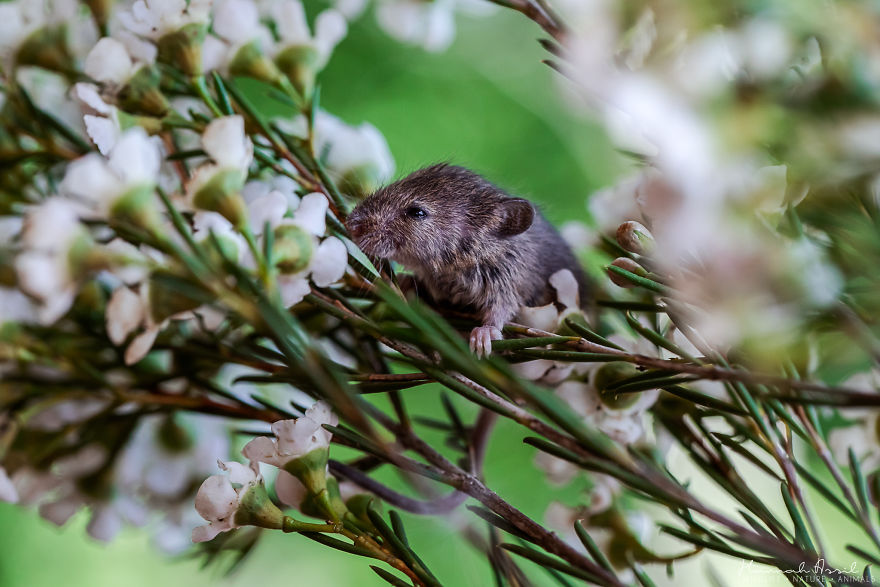 Again A Tired Little Fridolin