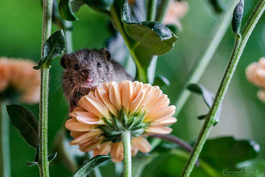 Mommy, Where Is My Milk?