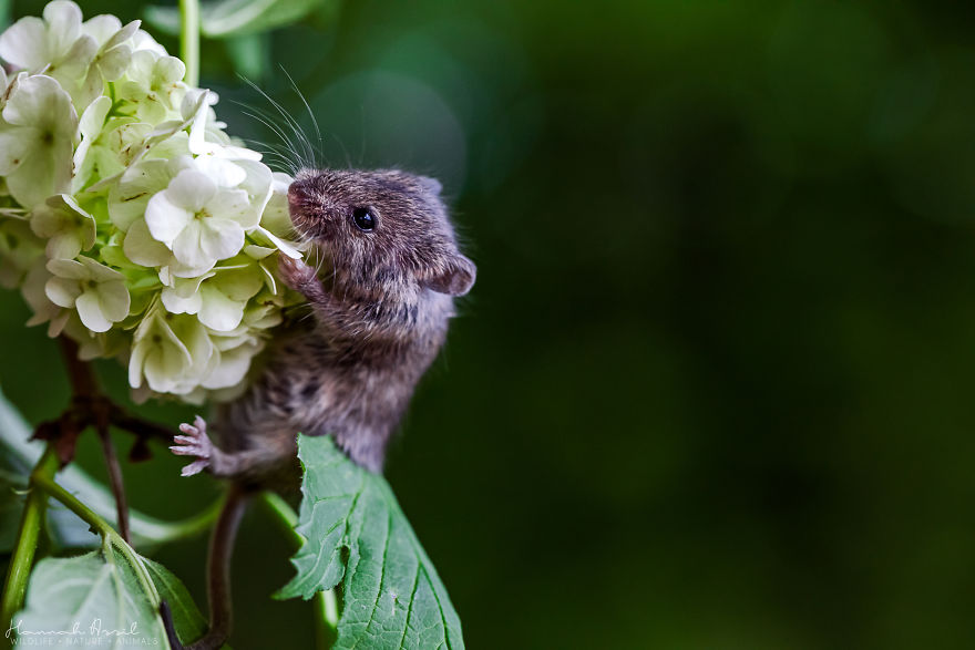 Let's Discover This Flower