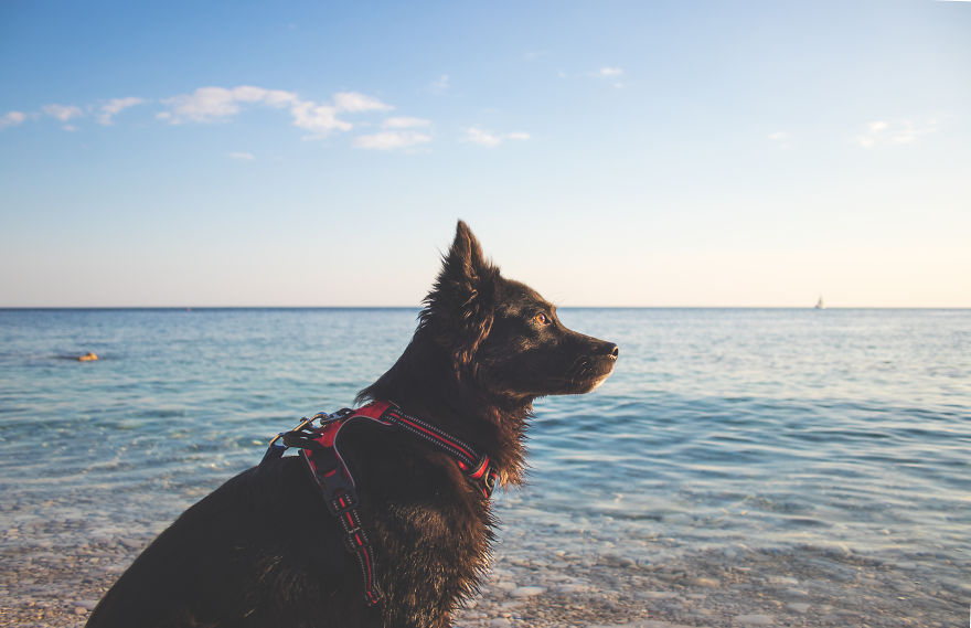 The Life For 8 Months With My First Rescue Dog