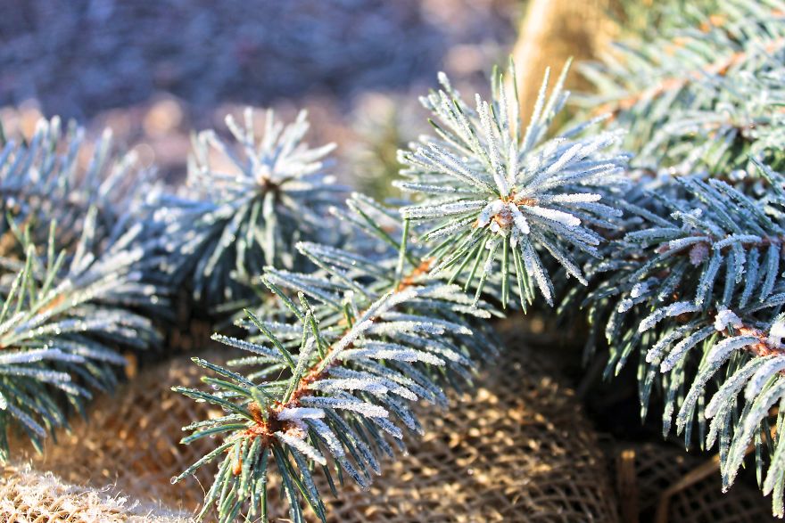 I Bought A Macro Lens: Look At These Amazing Plants I Found!