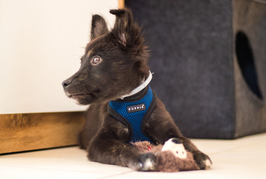 The Life For 8 Months With My First Rescue Dog The Life For 8 Months With My First Rescue Dog