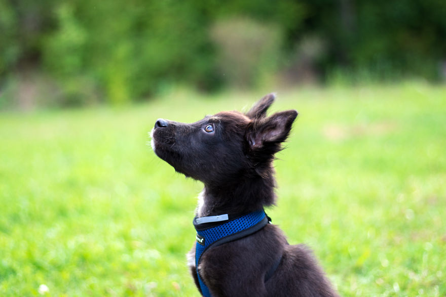 The Life For 8 Months With My First Rescue Dog The Life For 8 Months With My First Rescue Dog