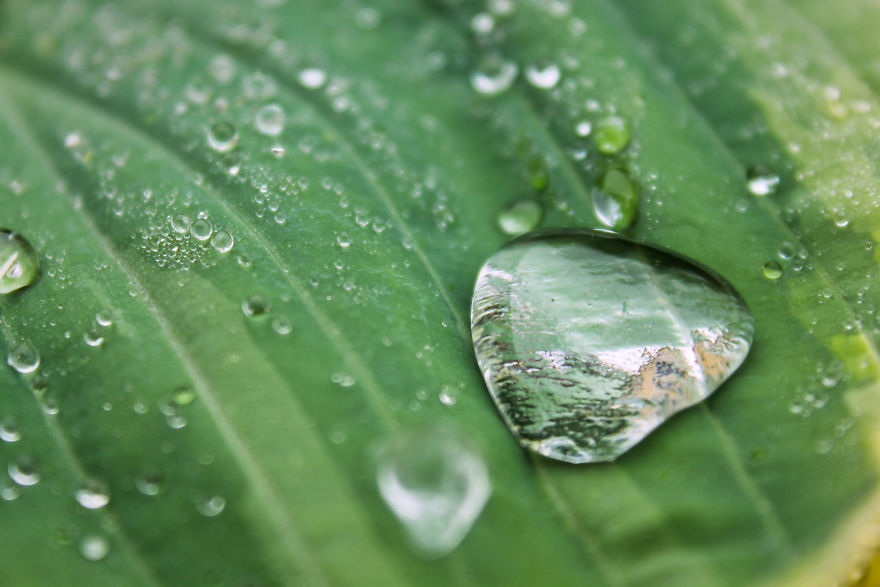 I Bought A Macro Lens: Look At These Amazing Plants I Found!