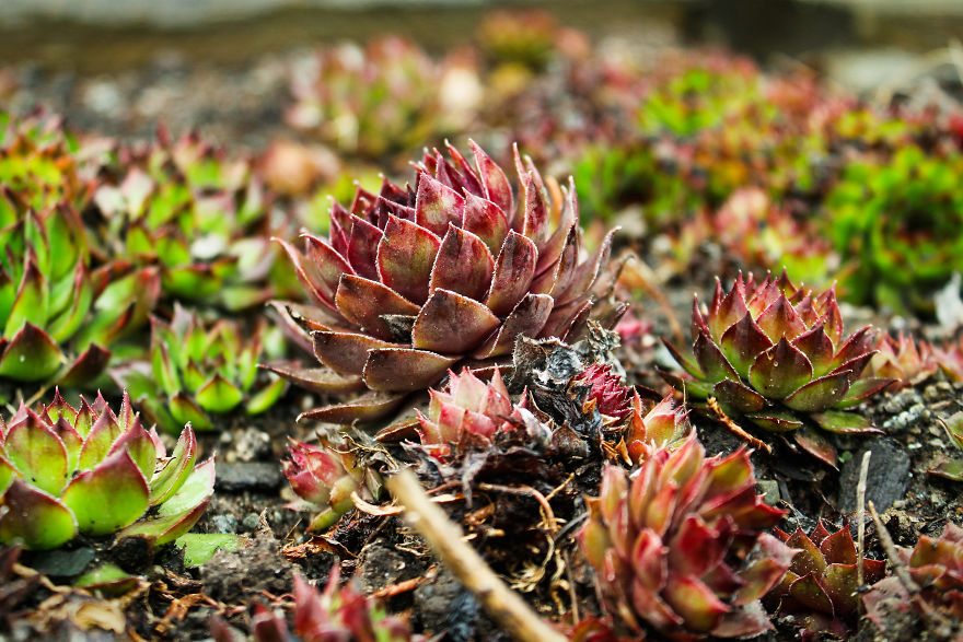 I Bought A Macro Lens: Look At These Amazing Plants I Found!