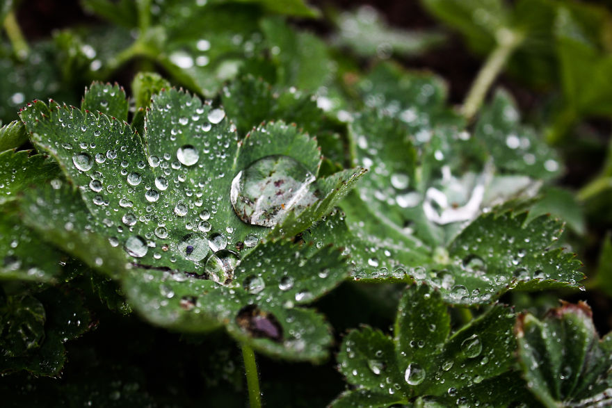I Bought A Macro Lens: Look At These Amazing Plants I Found!