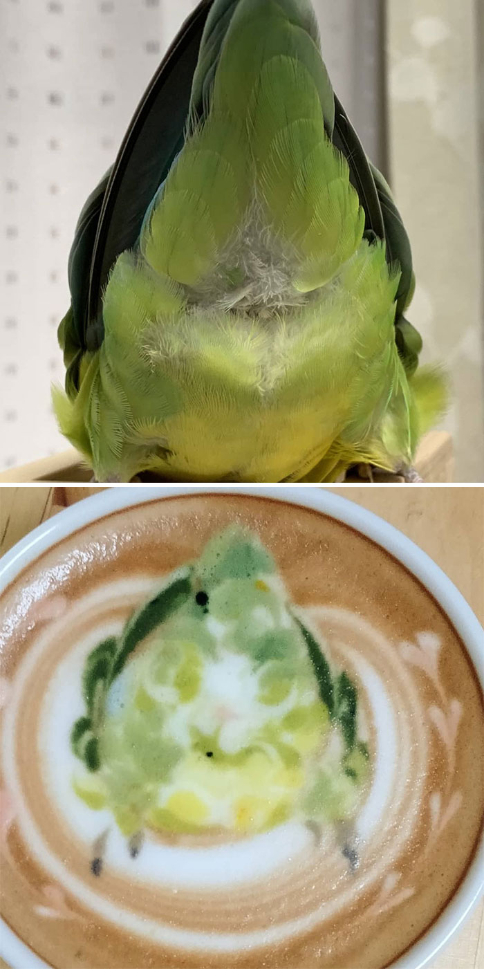 Japanese Uses His Passion For Birds And Creates Incredible Designs In Coffee