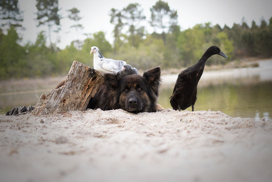 I Photograph The Special Bond Between My Dog And My Duck To Show How Sensitive Animals Can Be
