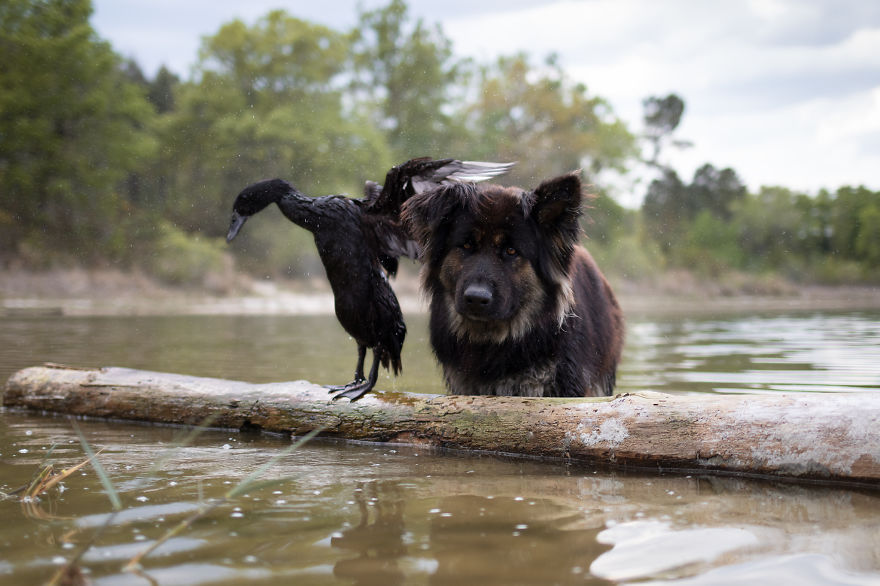 I Photograph The Special Bond Between My Dog And My Duck To Show How Sensitive Animals Can Be