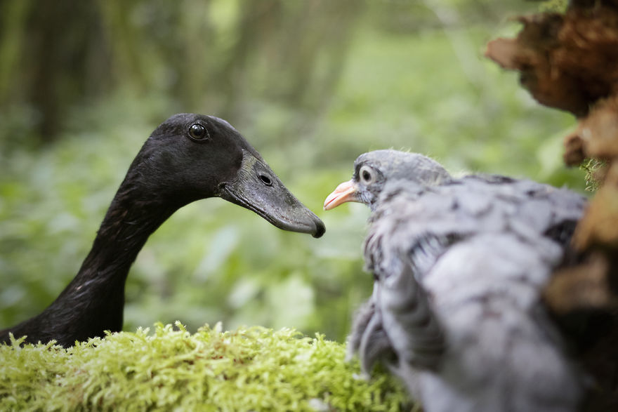 I Photograph The Special Bond Between My Dog And My Duck To Show How Sensitive Animals Can Be