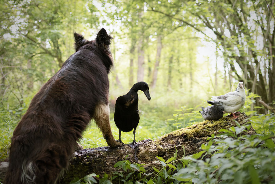 I Photograph The Special Bond Between My Dog And My Duck To Show How Sensitive Animals Can Be