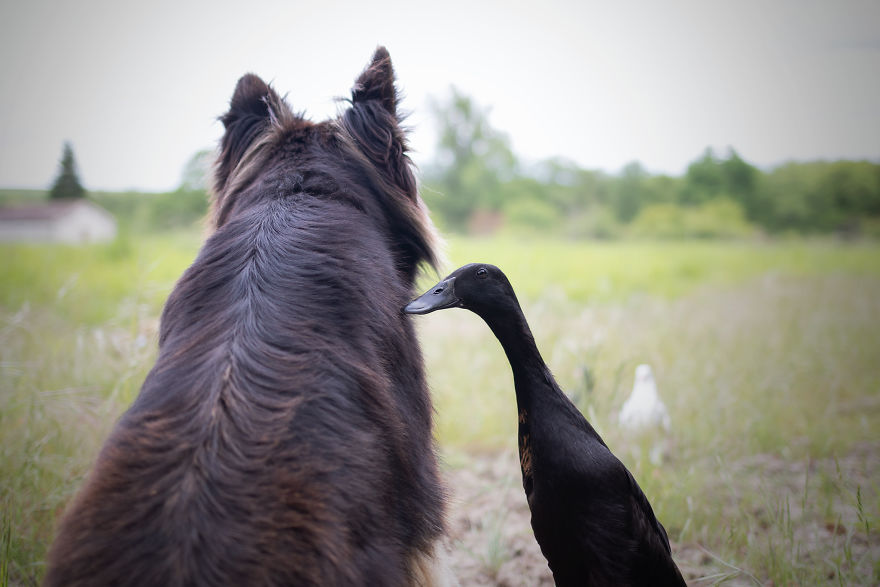 I Photograph The Special Bond Between My Dog And My Duck To Show How Sensitive Animals Can Be