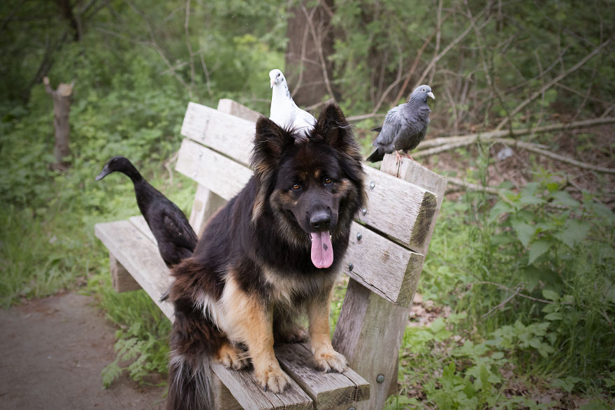 I Photograph The Special Bond Between My Dog And My Duck To Show How Sensitive Animals Can Be
