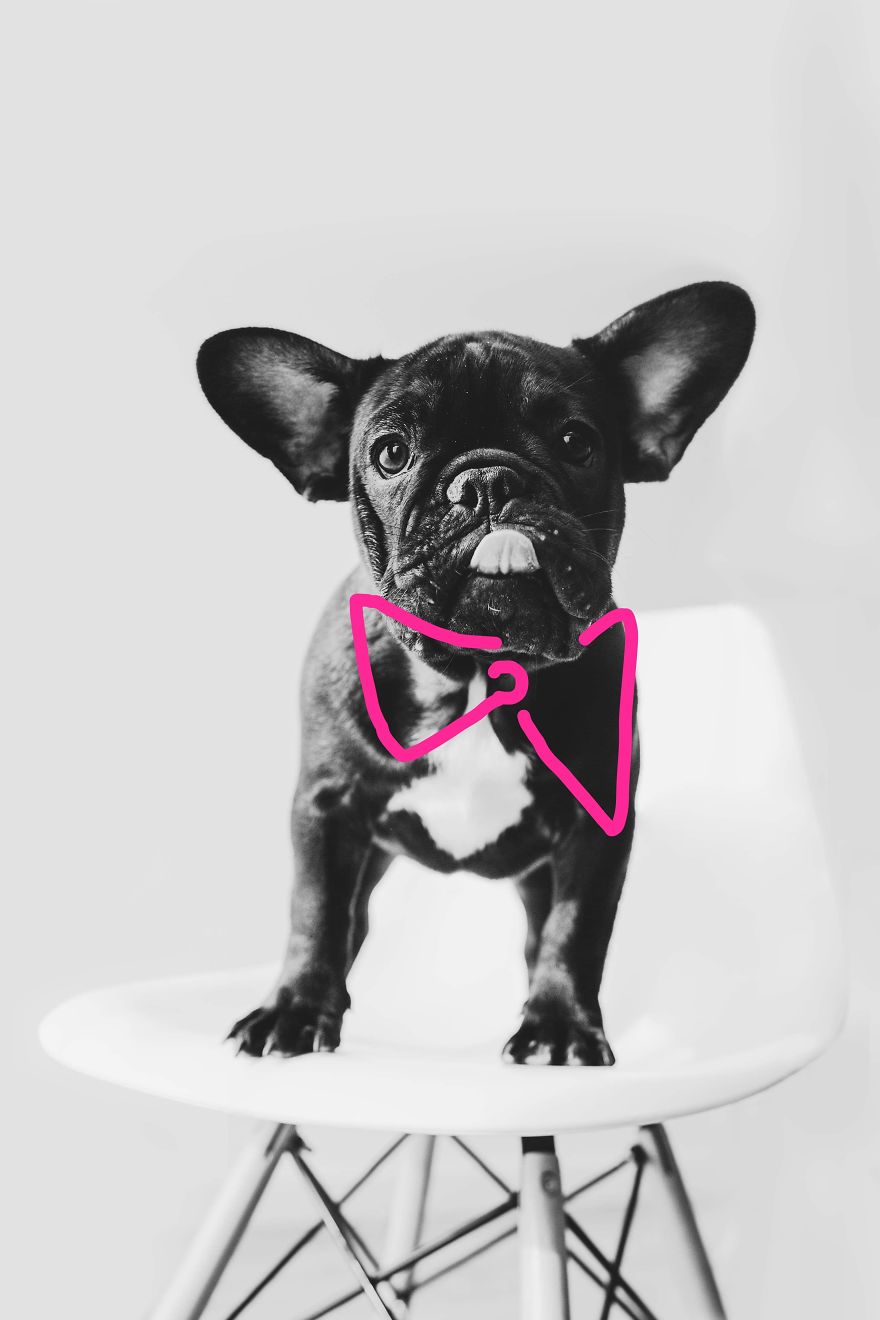 I Took Photos Of Cute Bulldogs