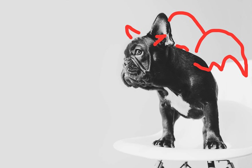 I Took Photos Of Cute Bulldogs