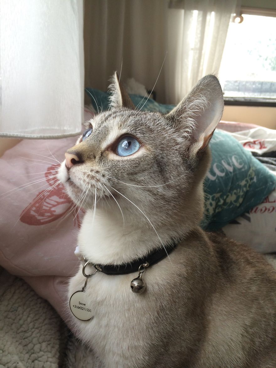 I’ve Lost My Inspiration Today, My Beautiful Cat Is Gone.