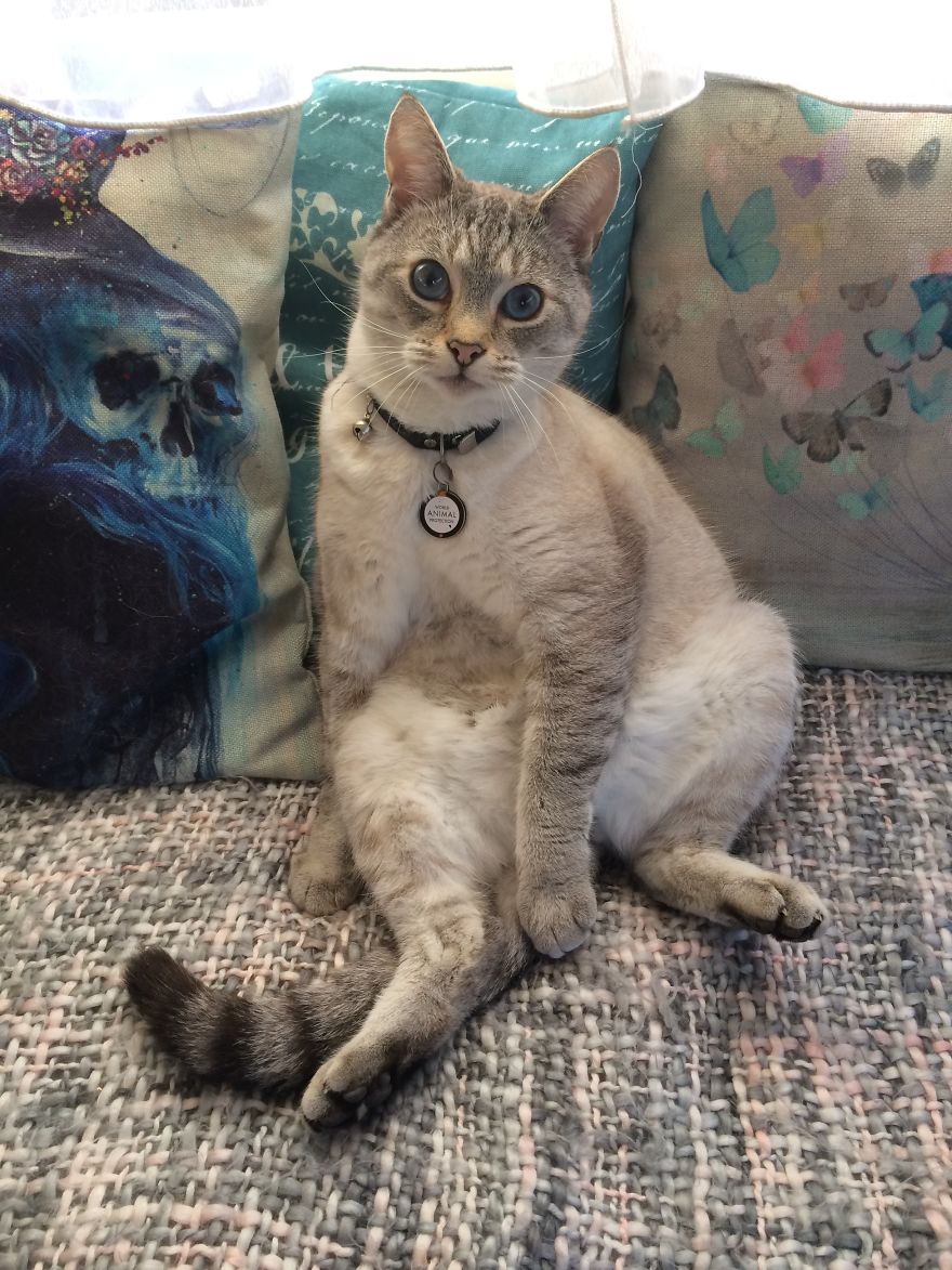 I’ve Lost My Inspiration Today, My Beautiful Cat Is Gone.