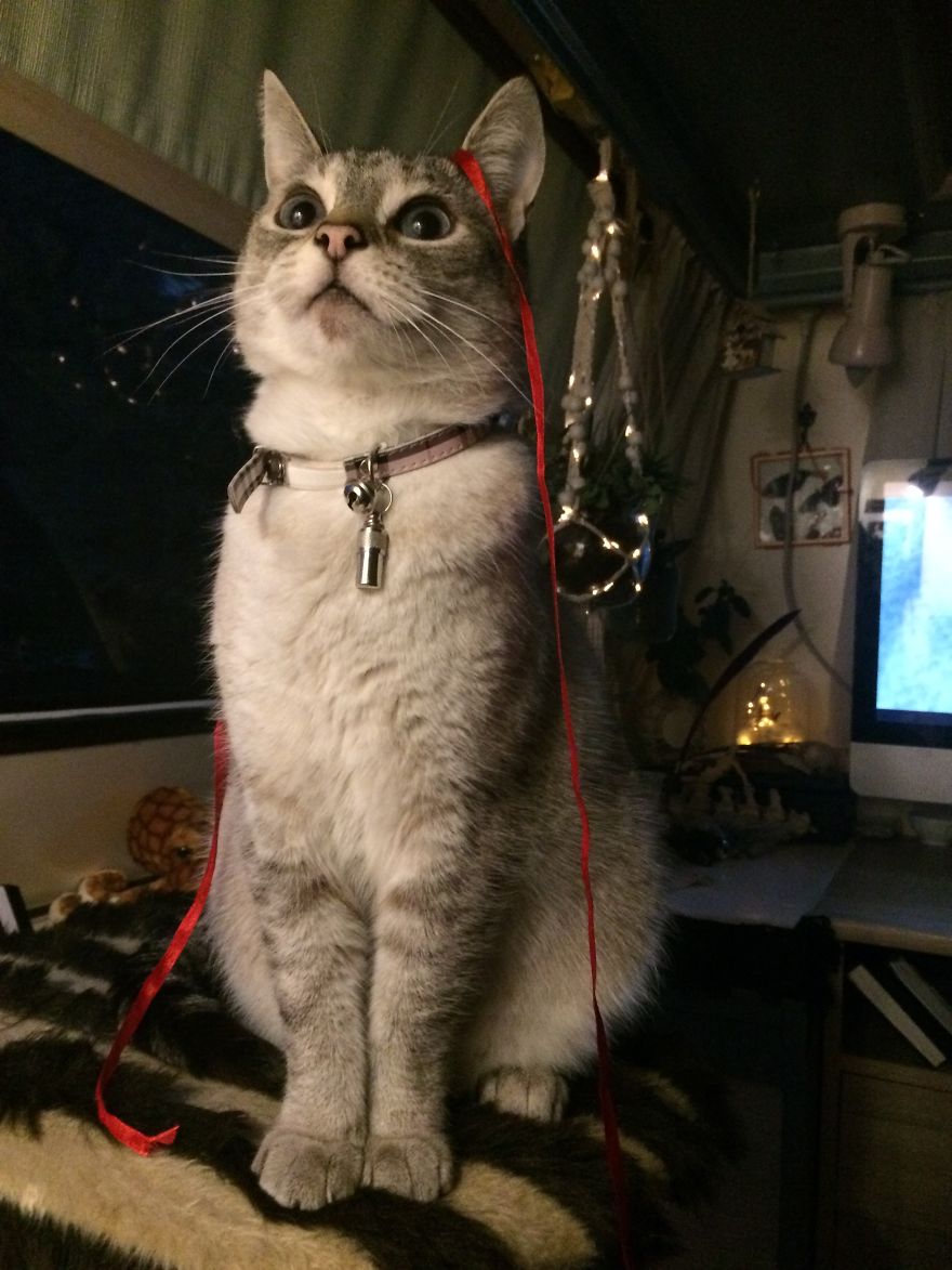 I’ve Lost My Inspiration Today, My Beautiful Cat Is Gone.