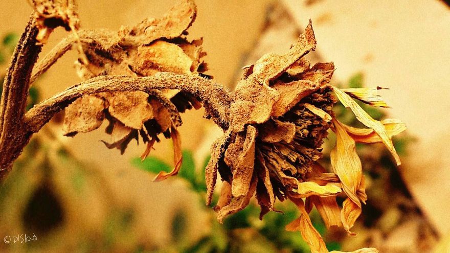 Photographer Captures Marvelous Moments By Mobilography