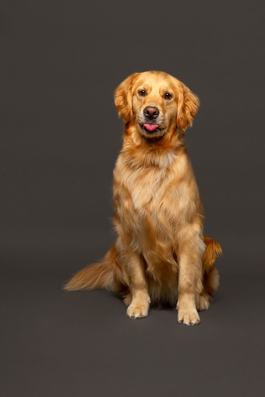 I Photographed Almost 30 Dogs In 3 Days To Raise Money For Animals In Need