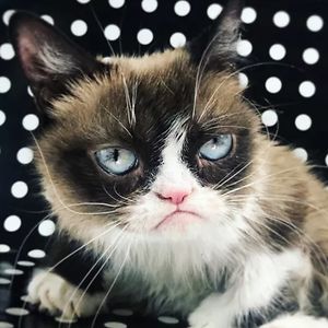 ariabellafrancesconi avatar