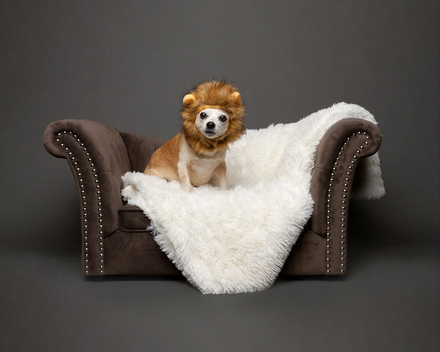 I Photographed Almost 30 Dogs In 3 Days To Raise Money For Animals In Need