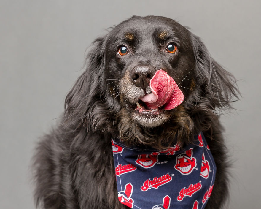 I Photographed Almost 30 Dogs In 3 Days To Raise Money For Animals In Need