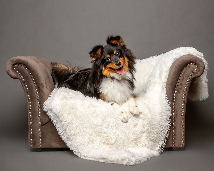 I Photographed Almost 30 Dogs In 3 Days To Raise Money For Animals In Need