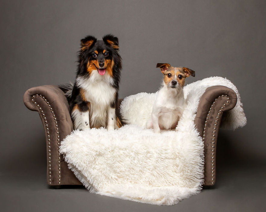 I Photographed Almost 30 Dogs In 3 Days To Raise Money For Animals In Need