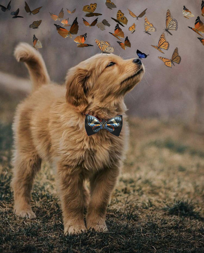 This Beautiful Puppy And Her Butterfly Friend Inspired A Photoshop Battle And You Could Add Your Own Picture