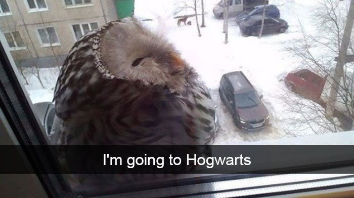 Funny-Bird-Snapchats