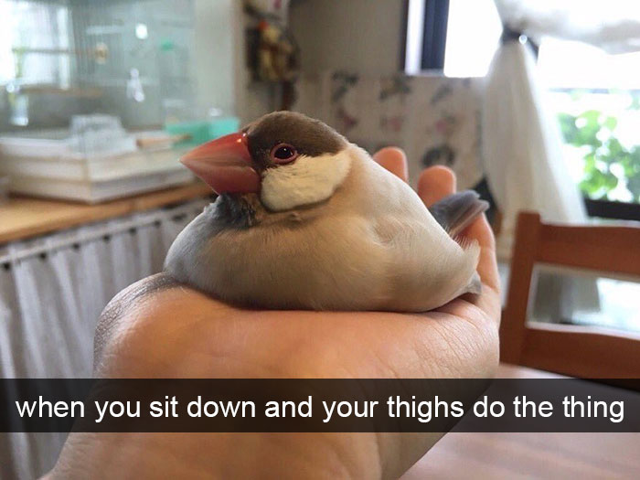 Funny-Bird-Snapchats