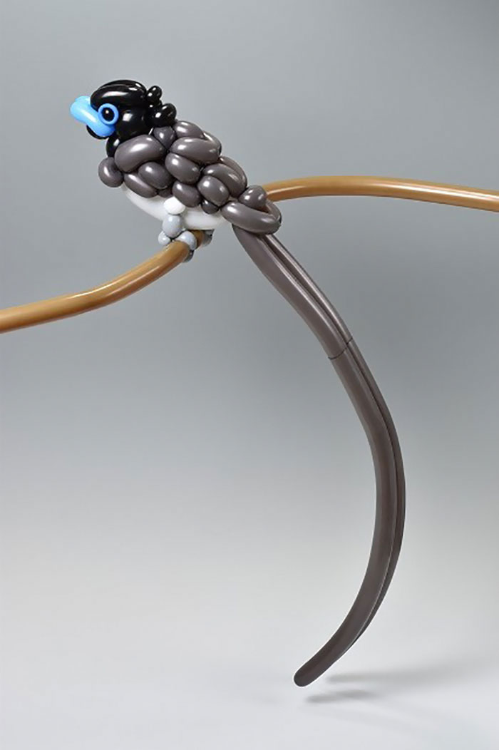 Japanese Paradise Flycatcher