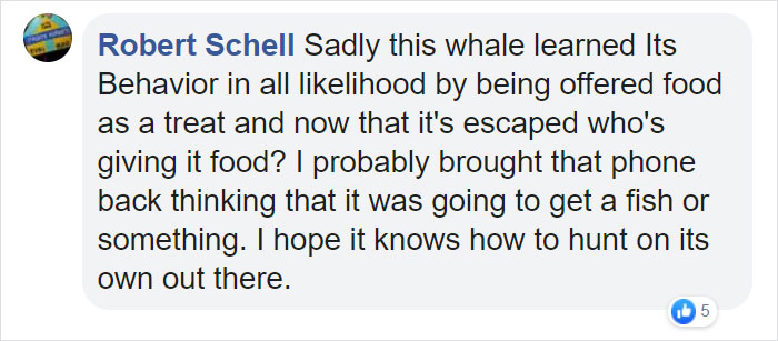 Friendly Beluga Returns Phone Woman Accidentally Dropped Into Ocean
